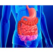 Probioticos y Enzimas Digestivas | Nature95