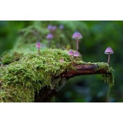 Hongos Medicinales | Reishi, Cordyceps, Shiitake | Nature95