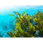 Algas Marinas | Espirulina, Chlorella | Nature95