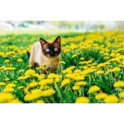 Productos para Mascotas Naturales | Comida y Suplementos | Nature95