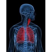 Vias Respiratorias | Salud Respiratoria Natural | Nature95