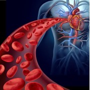 Circulacion y Salud Cardiovascular | Nature95