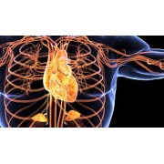 Salud Cardiovascular | Corazon y Circulacion | Nature95